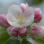 Apple-blooms