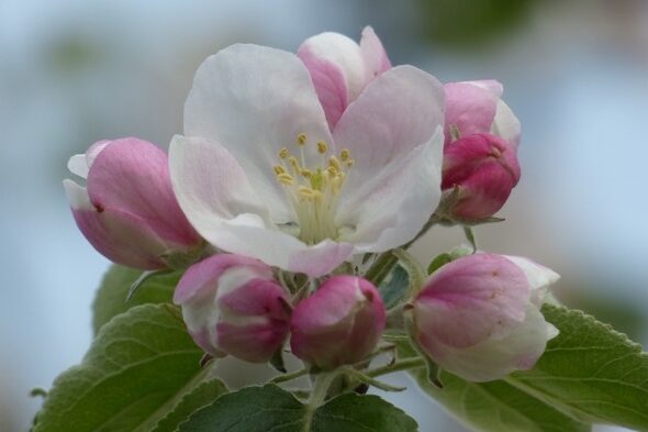 Apple-blooms