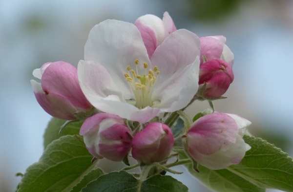 Apple-blooms